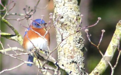 Alanton Bluebird Trail Spring Update